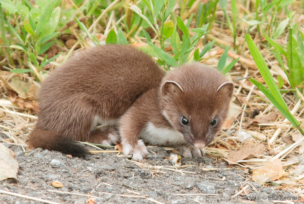 Short tailed weasel pup - who posed very nicely for my camera. Ellie Kennard 2011