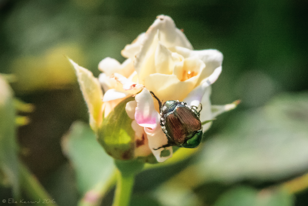 Beetle Coming up Roses – Ellie Kennard 2016