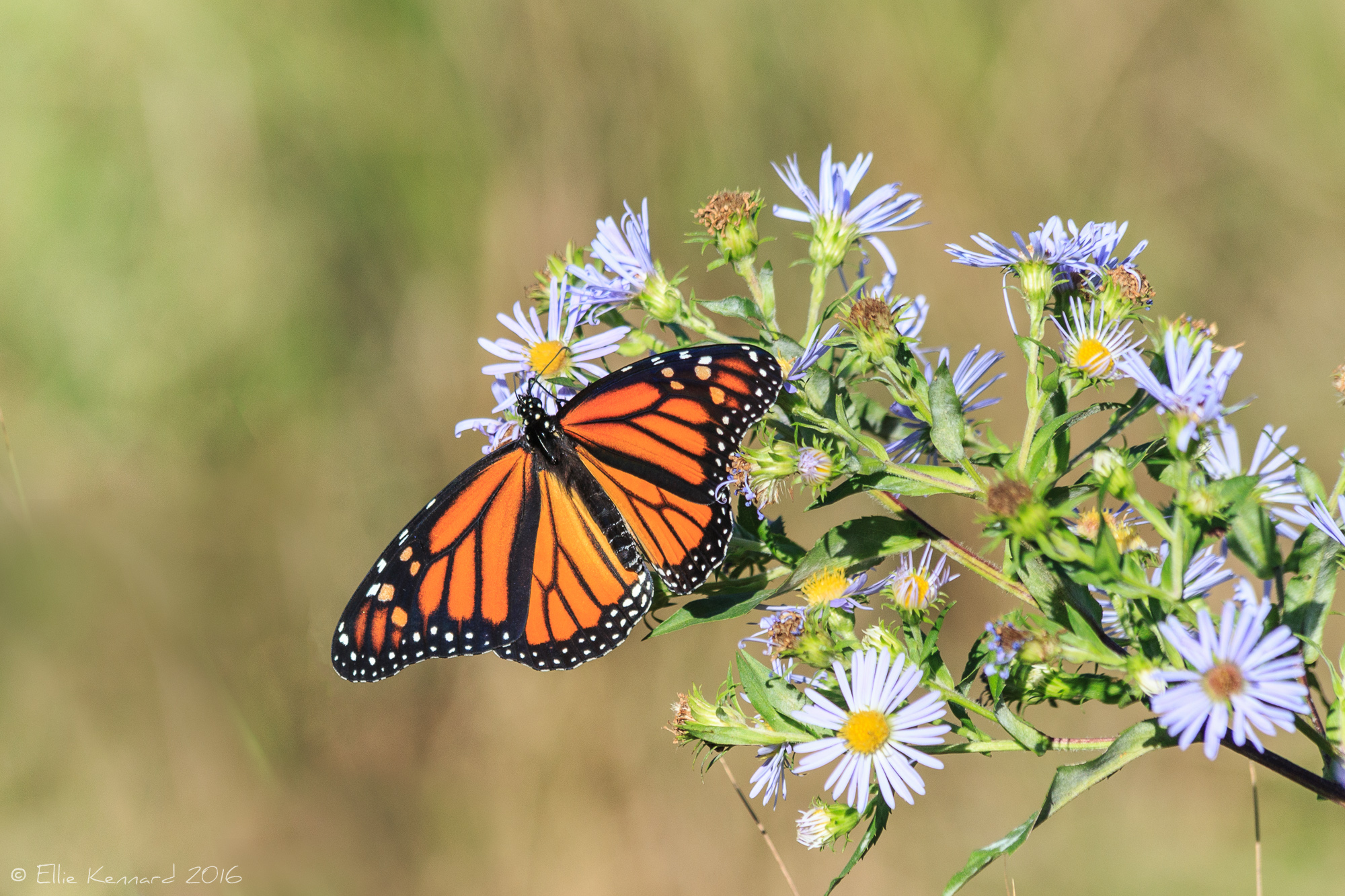 Female Monarch butterfly on wildflowers, first sightings. Note the lack of black spot on the lower wing, the heavier lines traced on the wings - Photo by Ellie Kennard 2016