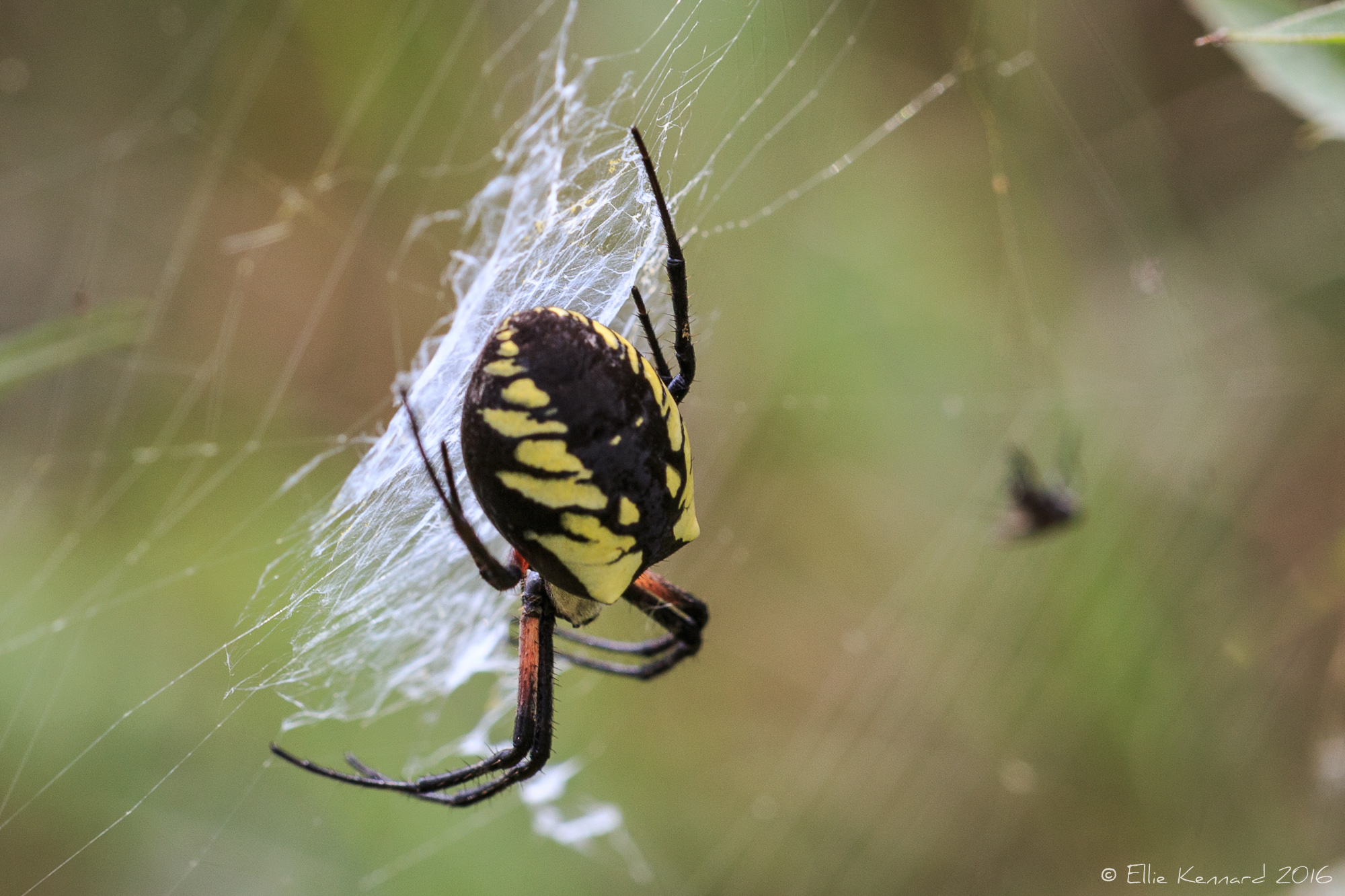 This is a female Yellow Argiope spider seen while photographing Monarch butterflies. People use a variety of other names like Garden spider or "Sewing Machine" spider, because of the zigzag she weaves in her web. The male is incredibly small in comparison. Canning - Ellie Kennard 2016