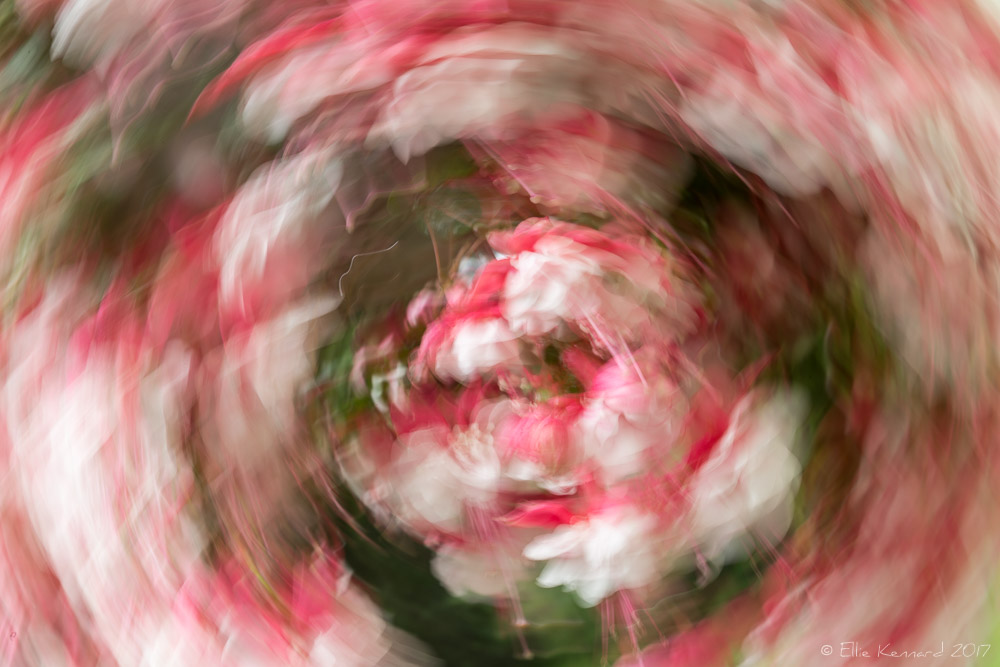 A blur of pink fuschia - Ellie Kennard 2017
