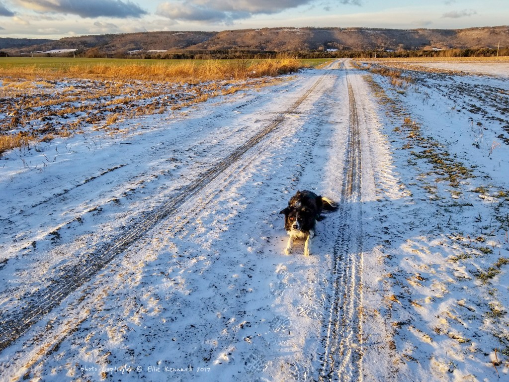 Joni never minds the cold of winter walks, as long as she has our company!