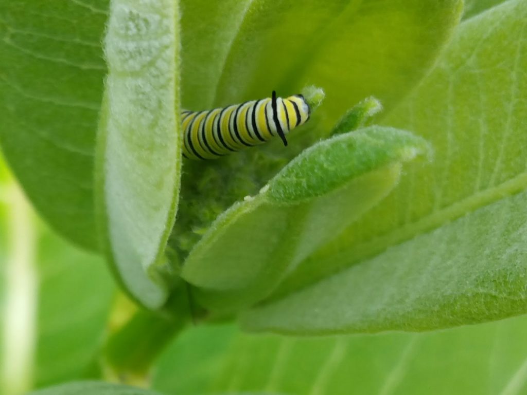 Monarch butterfly caterpillar - Ellie Kennard 2017
